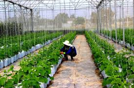 Tây Ninh kêu gọi đầu tư, phát triển hệ sinh thái nông nghiệp công nghệ cao