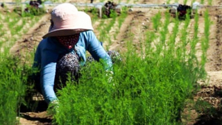 Ninh Thuận: Kinh tế nông nghiệp và nông thôn duy trì đà tăng trưởng