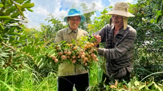 Hội Nông dân huyện Xuyên Mộc tập huấn mô hình trồng nhãn theo VietGAP nâng cao lợi nhuận