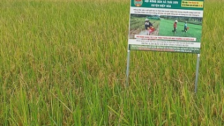 Canh tác lúa thân thiện với môi trường, giá trị nếp cái hoa vàng của Thái Sơn tăng