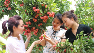 Lục Ngạn xây dựng nông thôn mới: “Đòn bẩy” từ nông nghiệp