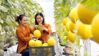  Hải Phòng: Nông dân được hỗ trợ làm nông nghiệp công nghệ cao