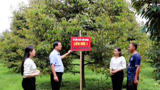 Huyện Châu Đức: Xây dựng được 12 mã số vùng trồng xuất khẩu cho cây chuối, sầu riêng, thanh long