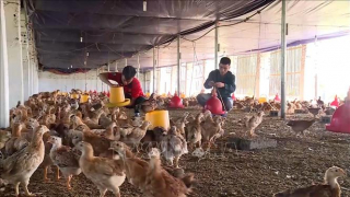 Nông dân tích cực tái đàn chăn nuôi phục vụ thị trường cuối năm