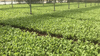 Bà Rịa - Vũng Tàu đẩy mạnh sản xuất nông nghiệp theo chuỗi giá trị