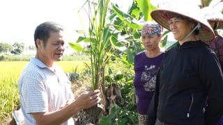 Quảng Ninh: Nông dân huyện Hải Hà hào hứng tham gia lớp học IPM