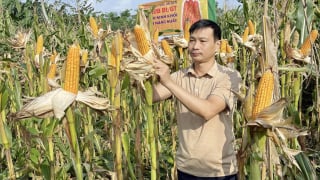 Hội Nông dân Lục Yên đánh giá hiệu quả, nhân rộng mô hình trồng trồng ngô lai vụ Đông