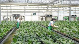 Nông dân Hà Nội sử dụng nguồn vốn vay hiệu quả, góp sức xây dựng nền nông nghiệp Thủ đô hiện đại