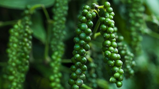 Thị trường nông sản ngày 28/10: Giá tiêu tiếp tục giảm sâu 2.000 đồng/kg