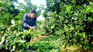 Tuyên Quang: Chi, tổ hội nghề nghiệp phát huy hiệu quả nguồn vốn vay ưu đãi