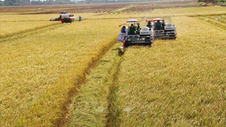 Triển khai cho vay hỗ trợ liên kết sản xuất, chế biến và tiêu thụ sản phẩm lúa gạo
