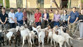 Hà Giang: Nuôi dê Bách Thảo - sinh kế lâu dài cho nông dân vùng cao