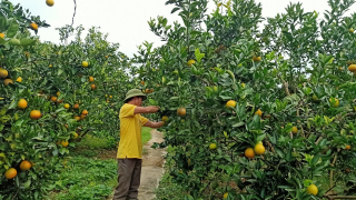 Hòa Bình: Phát triển mô hình kinh tế tập thể giúp nông dân làm giàu 