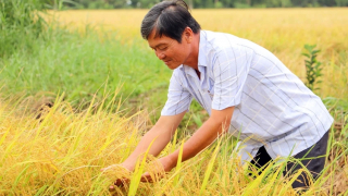 Hậu Giang đạt \'thành công đáng kể\' trong xây dựng chuỗi giá trị cung ứng thực phẩm an toàn