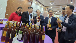 Nông dân Nghệ An liên kết nuôi ong lấy mật theo chuỗi