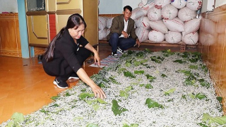 Hà Tĩnh: Triển vọng từ nghề trồng dâu nuôi tằm
