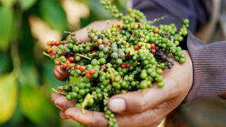 Bón phân Văn Điển – giải pháp âm thầm vun đắp giá trị cho cây “vàng đen tỷ đô” ở Tây Nguyên