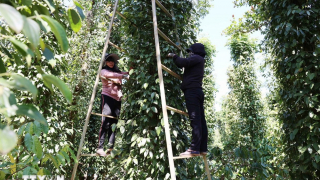 Hoa Kỳ là thị trường xuất khẩu lớn nhất của hồ tiêu Việt Nam 
