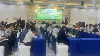 Dừa là 1 trong 6 đối tượng nằm trong Đề án phát triển cây công nghiệp chủ lực
