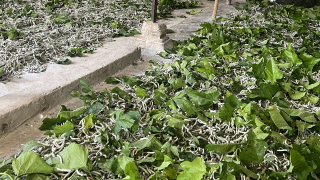 Bình Thuận: Làm giàu từ mô hình  trồng dâu nuôi tằm và nuôi chồn hương tại xã Đức Tín