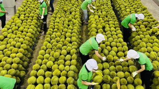 EU tăng tần suất kiểm tra một số nông sản Việt trước khi nhập khẩu
