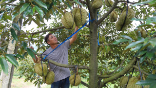 Vì sao nông dân Đắk Nông khó tiếp cận vốn ngân hàng?