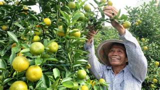 Quất cảnh Hội An nhộn nhịp vào mùa Tết