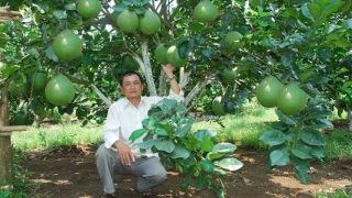 Trái bưởi da xanh giá tăng cao, nhà vườn phấn khởi
