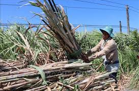 Người trồng mía ở Trà Vinh phấn khởi, doanh nghiệp lo không đủ nguyên liệu