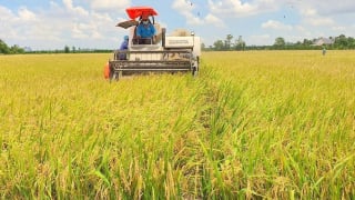 Lúa Đông xuân rớt giá, nông dân lo lắng ngày cận Tết