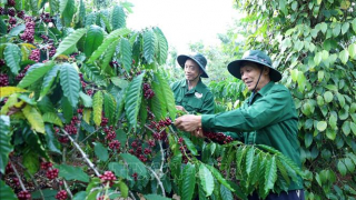 Chăm chút từng hạt cà phê đặc sản