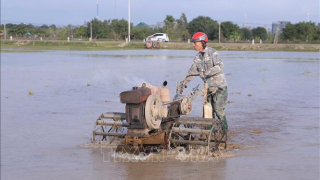 Nông dân Nam Định hào hứng xuống đồng đầu Xuân mới