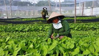 Thông tư hướng dẫn cơ chế quản lý tài chính của Quỹ Hỗ trợ nông dân