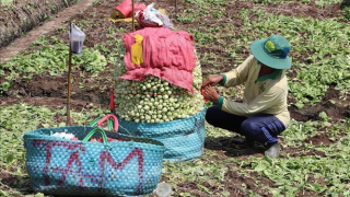 Tiền Giang: Rau màu vụ Đông Xuân được giá, nông dân có nguồn thu khá