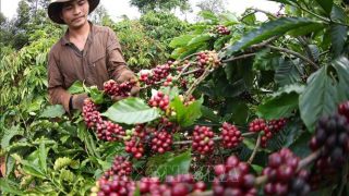 Lưu ý khi doanh nghiệp xuất khẩu cà phê Việt Nam vào thị trường Bắc Âu
