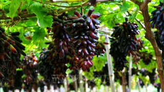 Tăng sức hút từ các giống nho ăn tươi mới chất lượng cao