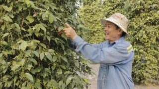 Vụ tiêu sản lượng giảm, nông dân vẫn có lãi