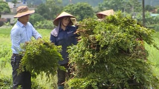 Bí quyết của nông dân Ninh Bình biến lá cây thành tinh dầu, xà bông cao cấp, thu tiền tỷ