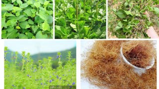 Nấu nước uống 5 loại cây quanh nhà giúp thanh nhiệt, giải độc mùa hè