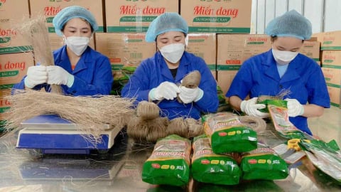 Người phụ nữ Tày và hành trình dùng sợi miến dong để viết lại câu chuyện giảm nghèo