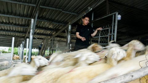 Kỳ tích trên 'tiểu sa mạc' của Việt Nam: Loài vật nào đang biến những cánh đồng cỏ cháy thành 'vàng trắng'