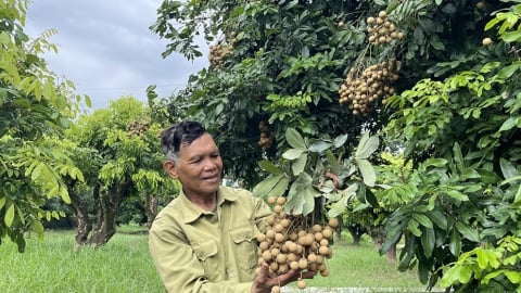 Hưng Yên: Nông dân thành công bảo tồn giống nhãn cổ quý thu trái ngọt, chinh phục thị trường 'khó tính'
