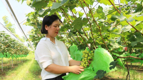 'Giải mã' thành công của nữ kỹ sư 8X làm giàu trên đất Hưng Yên, thu khoảng 10 tỷ đồng từ nông nghiệp sạch