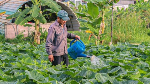 Liệu có thể làm nông nghiệp giữa một thành phố lớn? Câu trả lời bất ngờ từ Đà Nẵng
