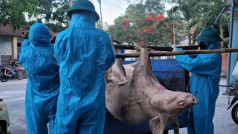 Giữa 'bão dịch' tả lợn Châu Phi, Chủ tịch xã ở Đà Nẵng gửi tâm thư động viên nông dân