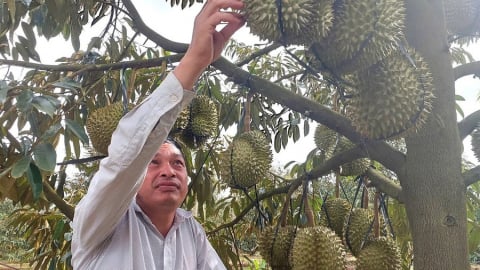 Trái sầu riêng 'hóa đắng', nhà vườn Gia Lai 'khóc ròng' vì mưa làm sượng cơm, thương lái ép giá