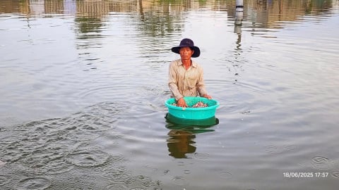 Nuôi ốc hương: Nghề có thể 'hái' ra tiền tỷ, cũng có thể 'trắng tay' chỉ sau một đêm mưa