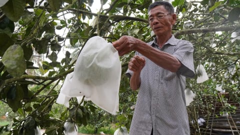 Quét mã QR mua luôn cả cây dừa: Chiêu lạ tại vườn dừa Gia Lai