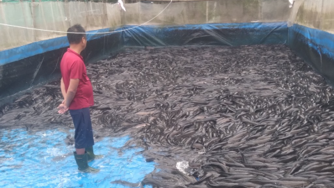 Nông dân đầu tiên nuôi cá lóc trong bể lót bạt ở vùng biển Vĩnh Hoàng