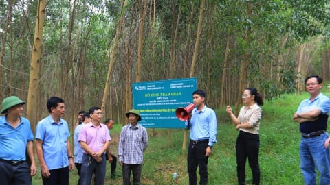 Rừng gỗ lớn Nghệ An 'mắc cạn' vì thiếu chứng chỉ quốc tế: Chuyên gia hiến kế 'giải cứu' 
